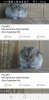 Hamster 4.jpg
