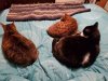 bed kitties.jpg