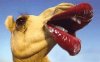 cursed-camel-41887700.jpg