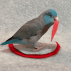 19A48A58-3578-464E-8DA2-E3E97E4CFF30.gif