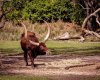 18-9226-AK_KSafari cattle 9226.jpg