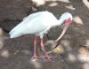 18-8698-AK ibis 8698 edited.jpg