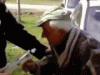 b4e191cf9114f533-.gif