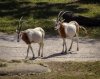 18-2654-AK_KSafari oryx 2654.jpg 18-2654-AK_KSafari oryx 2654.jpg