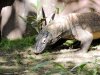 18-8626-AK reptile 8626 2.jpg