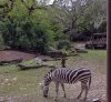 18-9265-AK_KSafari zebra 9265.jpg