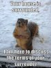 Funny-Squirrel-refrigerator-magnet-2-1-2x-3.jpg