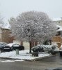 ryan's tree.jpg