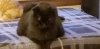 chubbs1.jpg