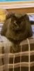 chubbs2.jpg