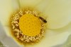 210105 Lotus-52.jpg
