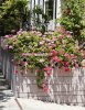 Neighborhood Flowers.jpg