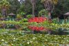 210105 Lotus-42.jpg