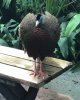 bird 1.jpeg