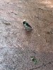 bird 2.jpeg