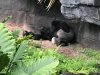 gorilla 1.jpeg