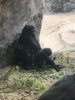 gorilla 3.jpeg