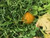 pumpkin 1.jpg
