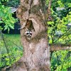 Coontree (2).jpg
