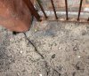 hidden-piglet1.jpg