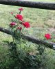 39C53F2B-CBD6-436A-BEED-45E5970C66A8.jpeg