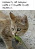 meme car insurance free quote.jpg