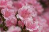 210912 Blossoms-7.jpg