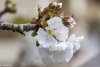 210912 Blossoms-5.jpg
