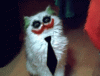 why-so-serious-cat.gif