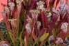210105 Lotus-14.jpg