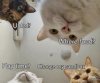 869E448D-D5FD-47E2-8137-DF9BFA8C51C7.jpeg