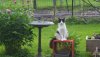 monkey the lawn statue May  2018.jpg