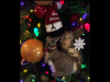 A982C70C-1F46-4254-AD0E-5EDD50F00F6D.png