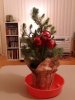 Our Indoor Christmas Tree 2021.jpg