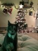 66899C52-4E23-4C1E-976C-279586D9BC05.jpeg