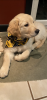 FCF37D7F-EA6B-4B44-8C1D-738176559632.png