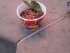 Spicy Three-Cup Chicken.jpg