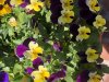 3461C614-C530-4DF5-8613-0A1CE0C01586.jpeg