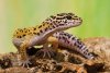 Leopard Gecko6.jpg