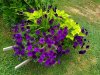 petunias 7-16-20.jpg
