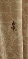 20191110_203835lizard.jpg
