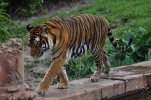 Animal Kingdom- Maharajah Jungle Trek30.JPG