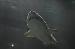 Sea World- Shark Encounter28.JPG