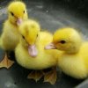 three little duckies.jpg