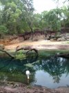 Animal Kingdom- Kilimanjaro Safaris1.JPG