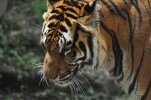 Animal Kingdom- Maharajah Jungle Trek37.JPG