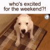 74A8F87D-0E23-4E17-B82F-AC7E23FCC649.gif
