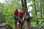 Animal Kingdom- Oasis Area Birds5.JPG