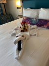 Poly housekeeping.PNG