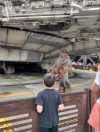 HS Day - Chewie.PNG